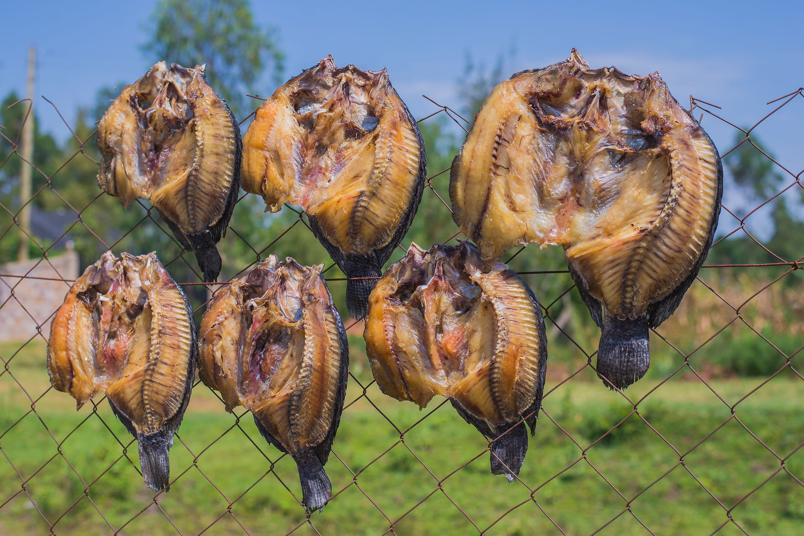 Sun Dried Tilapia