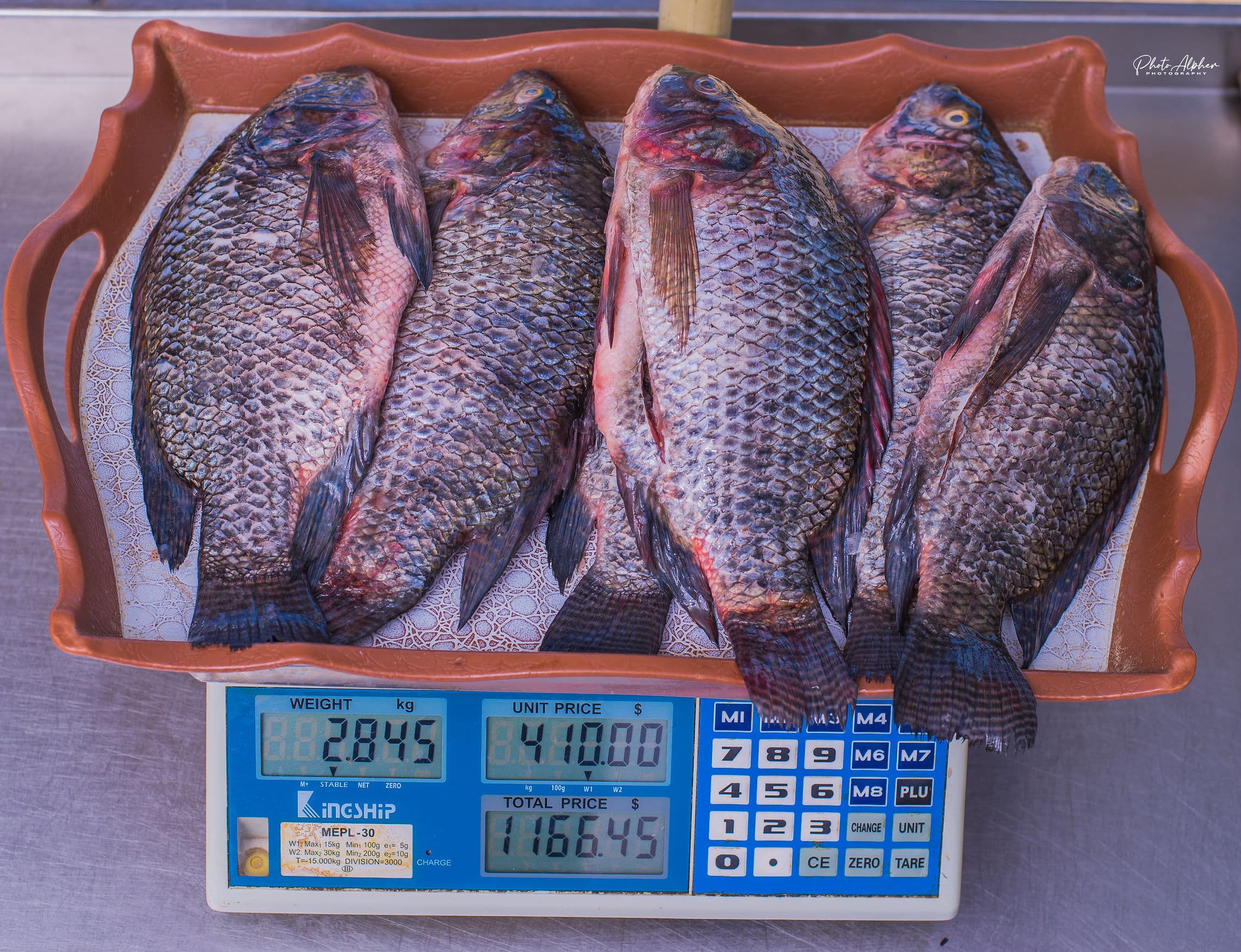 Whole Gutted Tilapia