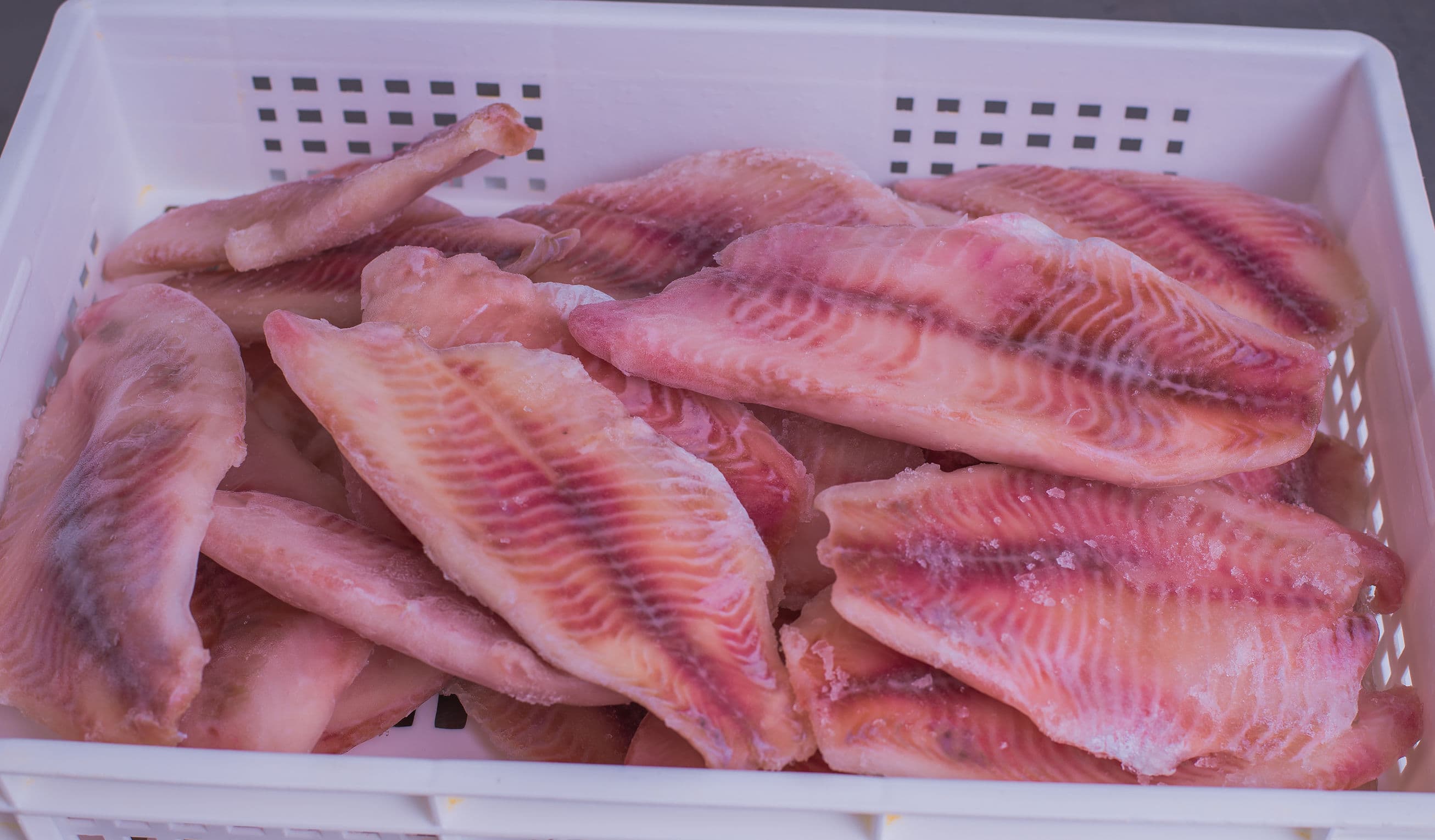 Tilapia fillets, premium quality